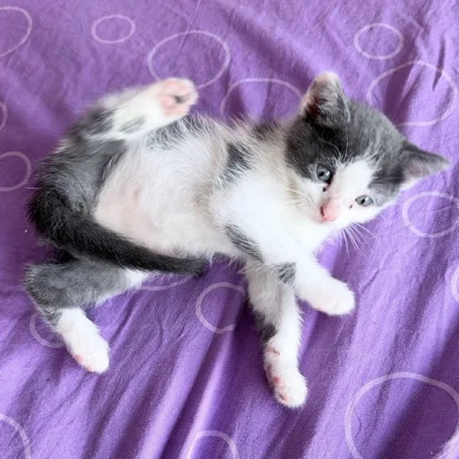 Котята