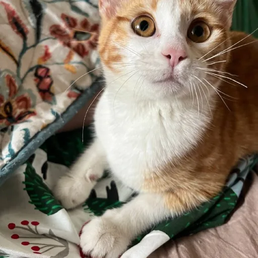 Кошка Фокси