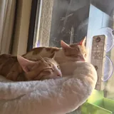 Котята 5