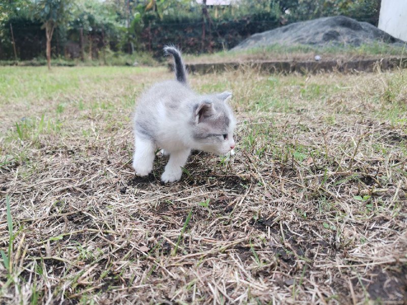 Котята домашние голубые и с белым 9