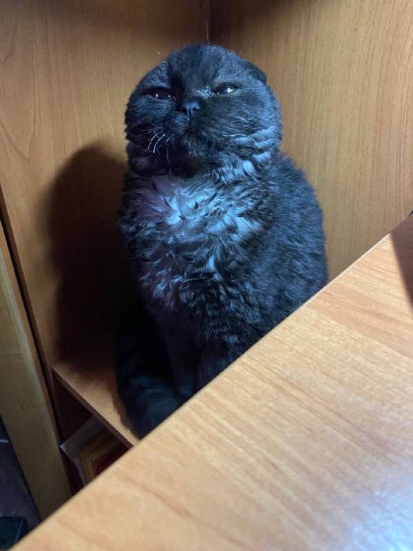 Вислоухие породистые котики брат и сестра 4