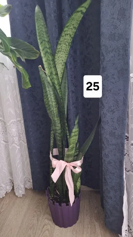 Женские платья, растение 3