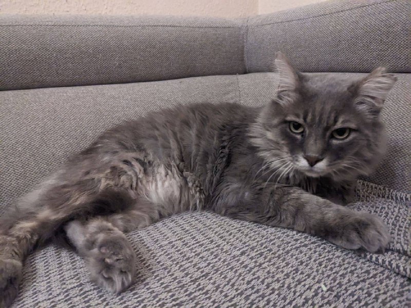 Ласковый серый котик