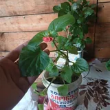 Комнатные растения 6