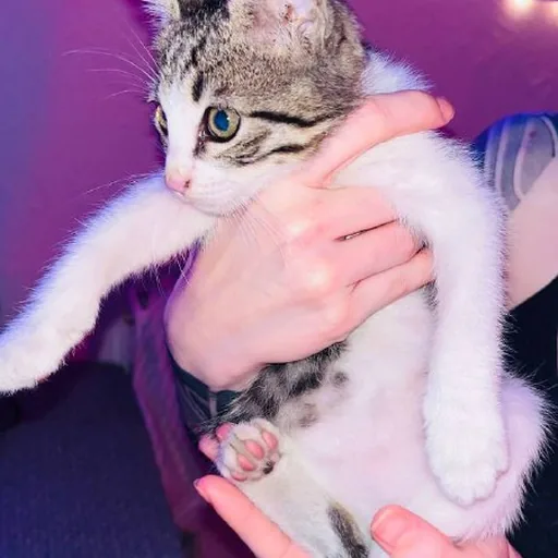 Котёнок мальчик ищет любящих хозяев