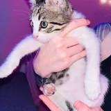 Котёнок мальчик ищет любящих хозяев 1