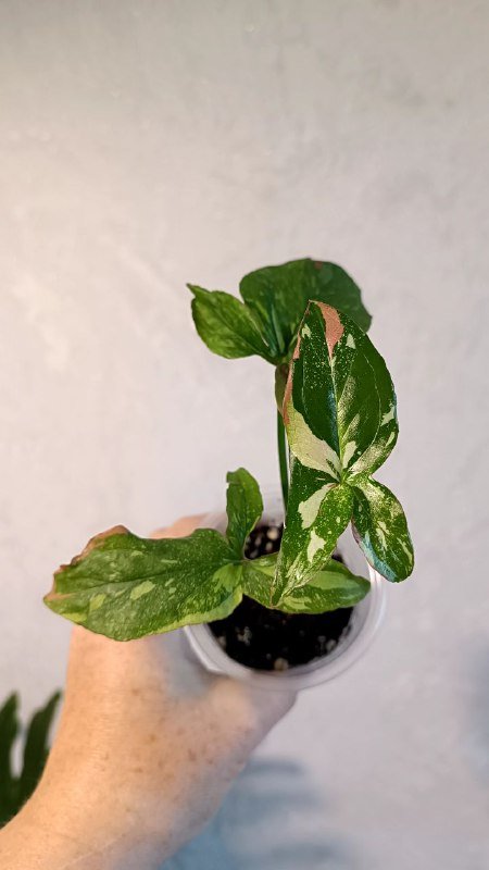 Растения: Циссус триколор, Сингониум, Фикус Мелани 9