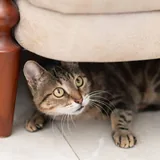 Сэра, кошка 3