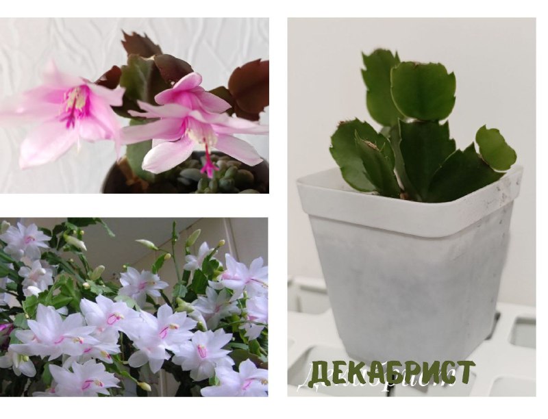 Суккуленты, Красула, Декабрист, Пеларгония, Традесканция 4