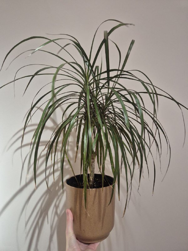 Поло Lacoste женское 8