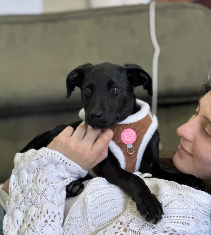 Щенок девочка для дома и семьи