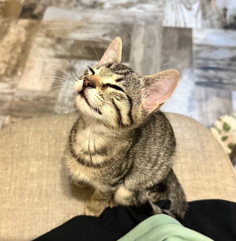 Котенок Манка 5