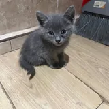 Котёнок 2