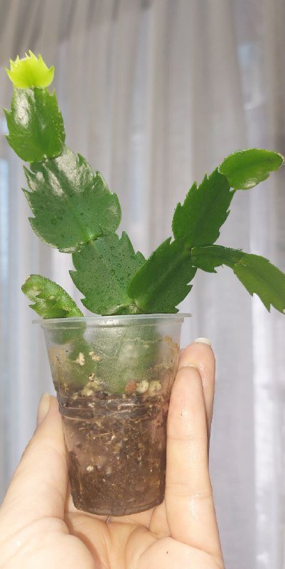 Комнатные растения 5