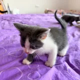 Котята 7
