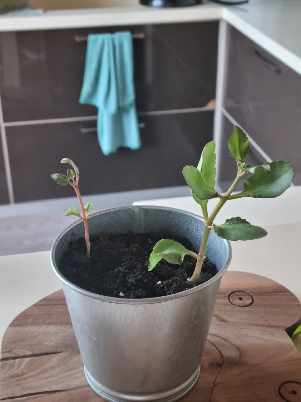 Каланхоэ, горшки, керамзит