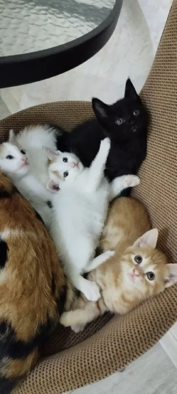 Котята бесплатно: черный, рыжий, белый и трехцветная кошечка 1