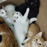 Котята бесплатно: черный, рыжий, белый и трехцветная кошечка 1