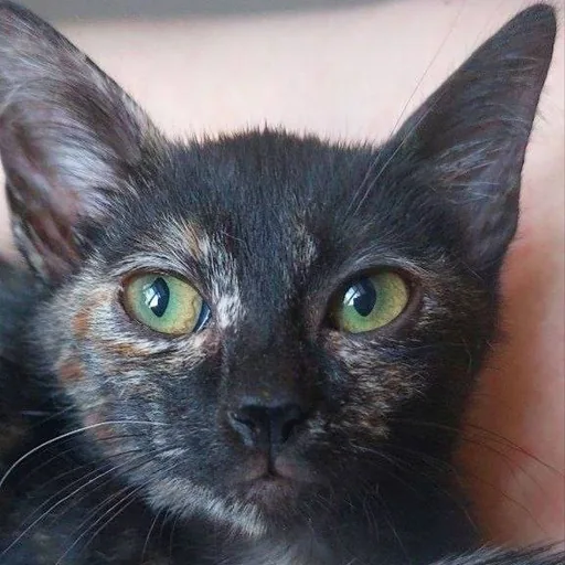 Кошка Элли