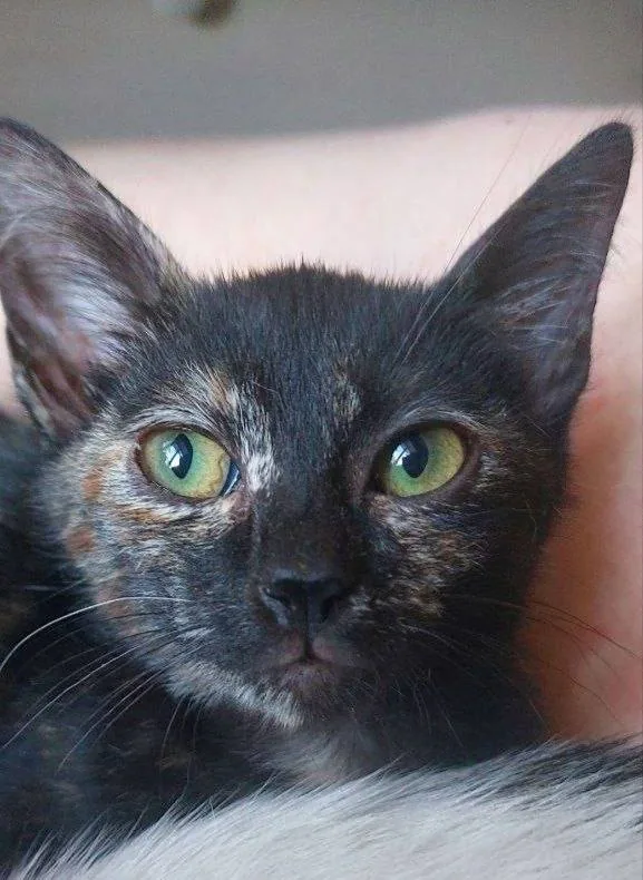 Кошка Элли