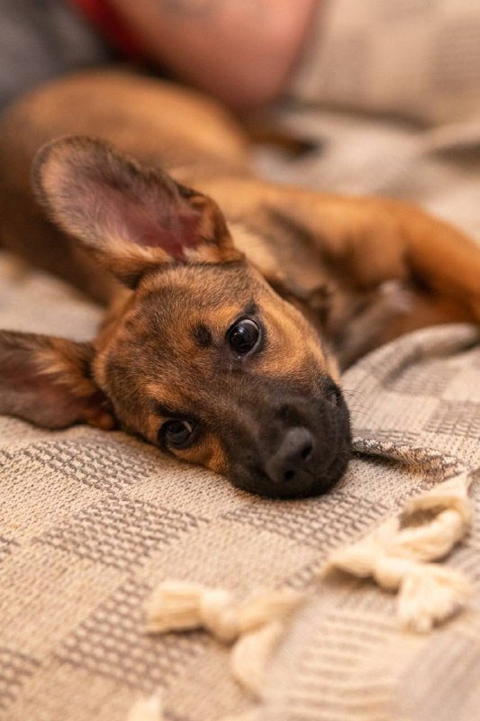 Щенок Джерка ищет дом