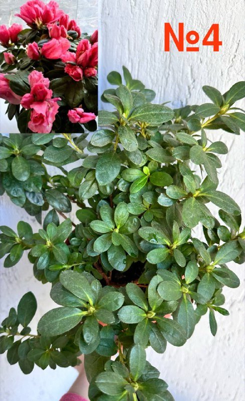 Комнатные растения: традесканция, кофе арабика, цитрусы, авокадо, цикламены, азалия, хризантемы 4