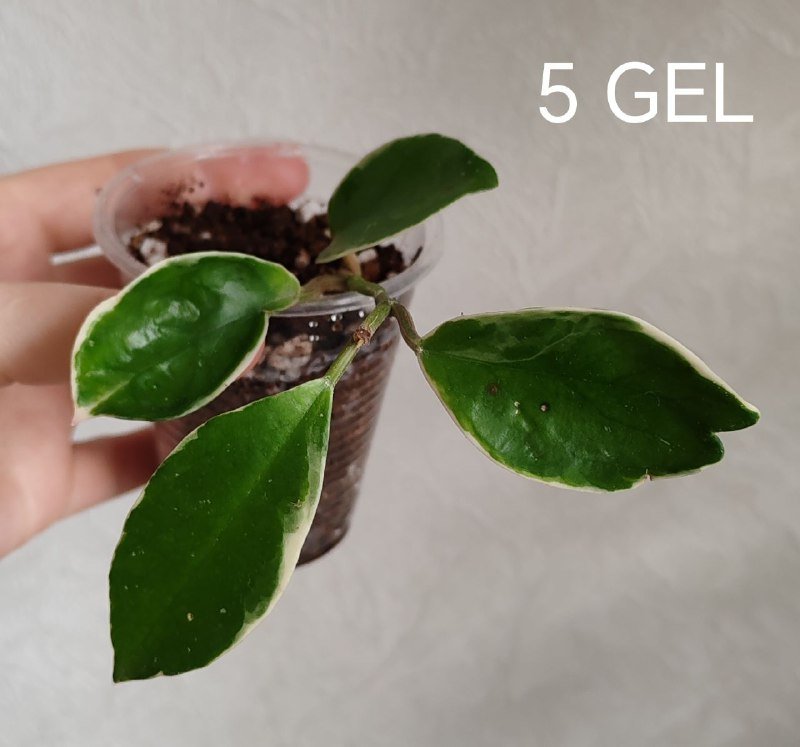 Растение Хойя 3