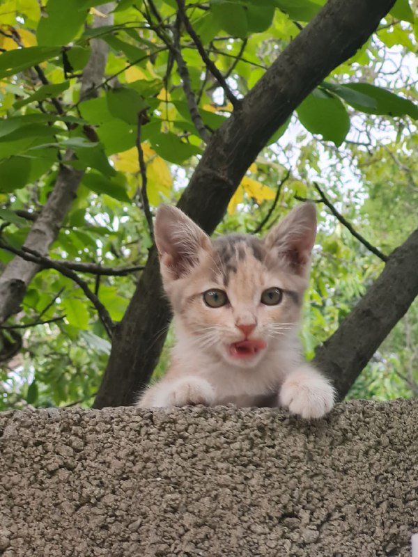 Котята ласковые и милые 3