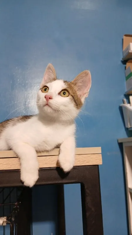 Котята 1