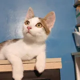 Котята 1