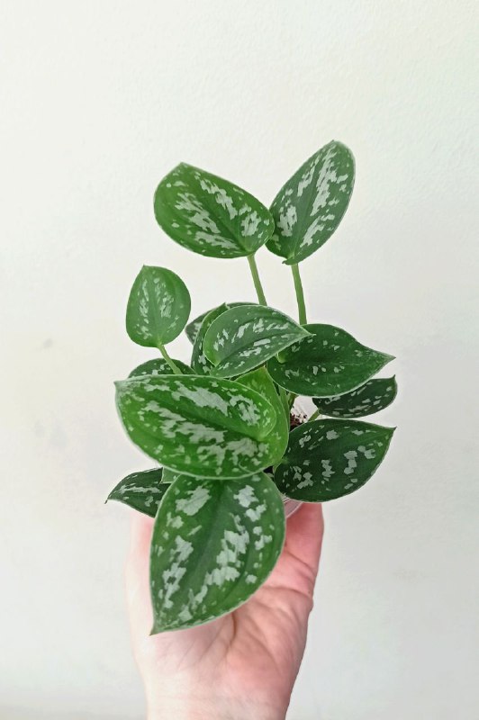 Замиокулькасы, Фиалка, Сциндапсус, Каллизия 5
