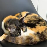 Кошка Клякса 3