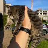 Котята 3