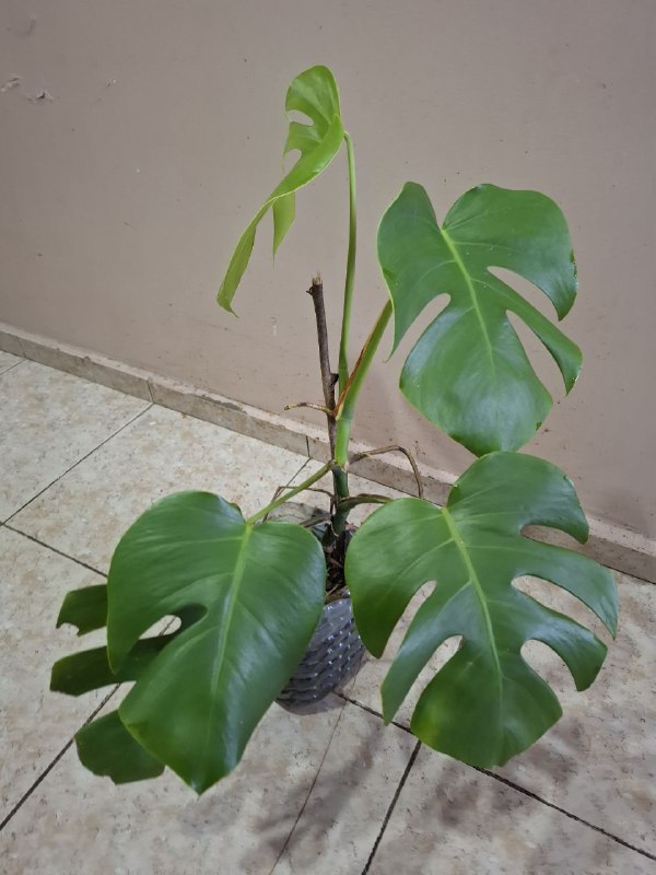 Монстера, геффлера, фикус, строманты, оттона, портулак цветущий 4