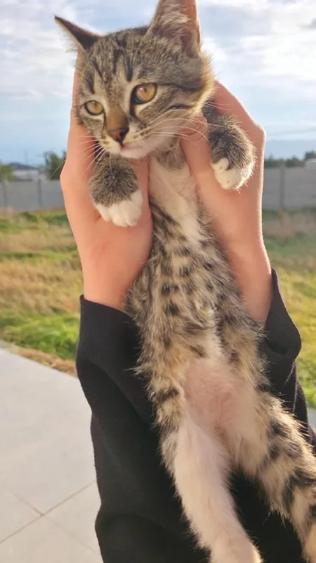 Котёнок Фейзер ищет добрый дом 1
