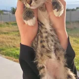 Котёнок Фейзер ищет добрый дом 1