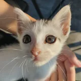 Котята 3