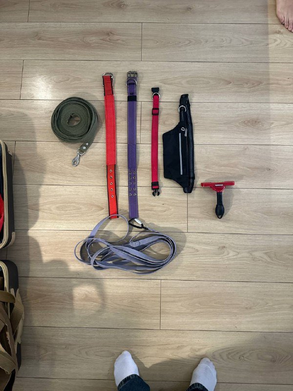 Поводки, ошейники для собак, техника, iPad Pencil