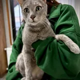 Кот Веня 2