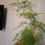 Котята, монстеры, аспарагусы, калатеи 8
