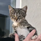 Котёнок Фейзер ищет добрый дом 4
