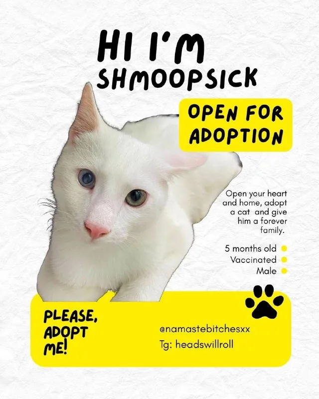 Котёнок Шмупсик в добрые руки 1