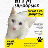Котёнок Шмупсик в добрые руки 1