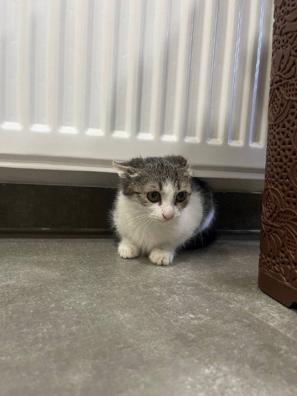 Котёнок Муши ищет дом 3