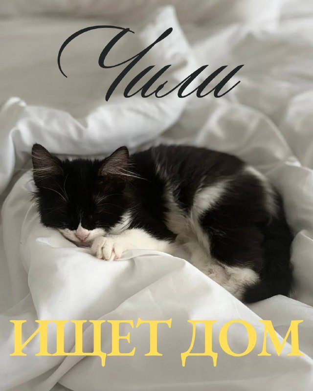 Котёнок Чили ищет дом