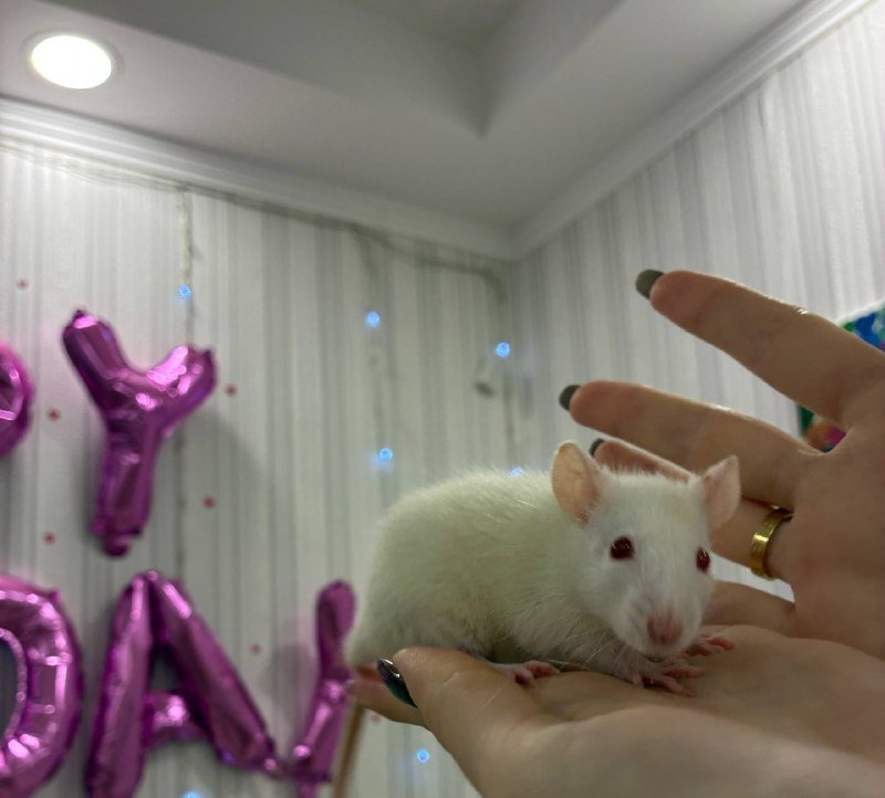 Крысенок девочка, клетка 4 этажа с туннелями, миской, поилкой