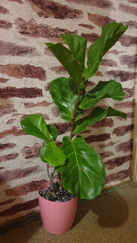 Замиокулькас Равен, Санса, Фикус лирата, Аглаонема 3