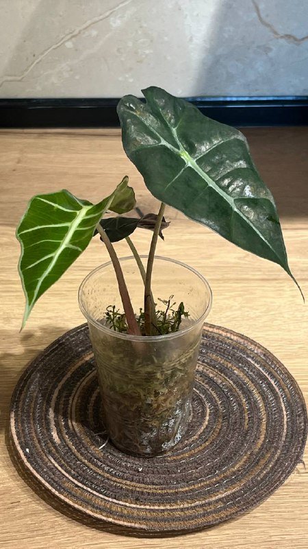 Алоказии и Бегония амфиоксус для продажи 6