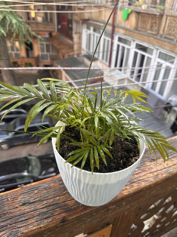 Цветы в горшках 8