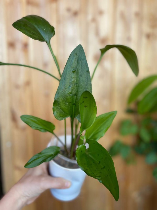 Дримиопсис, домашнее растение 3